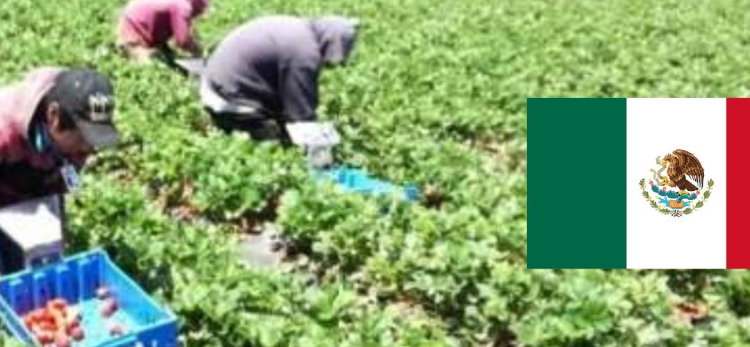 México: Aprueban mecanismo para elevar estándares en derechos laborales y sostenibilidad en la exportación de berries