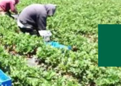 México: Aprueban mecanismo para elevar estándares en derechos laborales y sostenibilidad en la exportación de berries