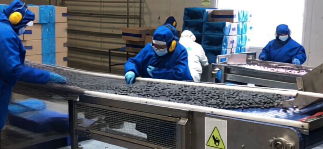 Agroindustria chilena defiende sus estándares internacionales en normas laborales y sustentabilidad ante propuesta de arancel del 12,5% de los Estados Unidos
