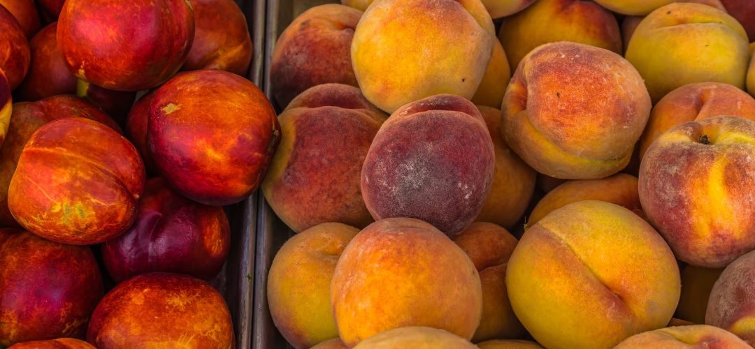 Duraznos y Nectarines/Grecia: En 2026 se recuperará la producción y podría alcanzar más de 455 mil toneladas