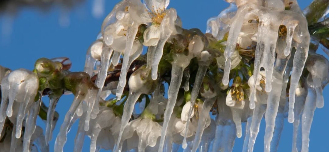 Polonia: Heladas destruyen hasta el 90% de la producción en importantes regiones frutícolas, cerezas y manzanas los más afectados