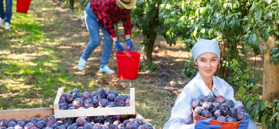 Gobierno Italiano aprueba ayudas a las empresas agrícolas y otros rubros para que reduzcan la actividad laboral por olas de calor