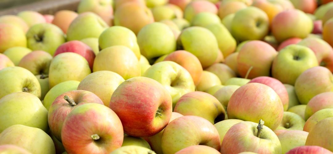 Manzanas/EE.UU: Producción total disminuirá 3% en 2025/26 por caída del 6% en la cosecha en Washington