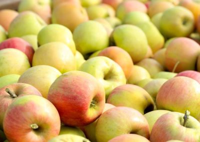 Manzanas/EE.UU: Producción total disminuirá 3% en 2025/26 por caída del 6% en la cosecha en Washington