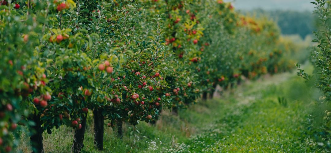 Polonia/Manzanas: Superficie alcanza más de 108 mil hectáreas en el año 2026
