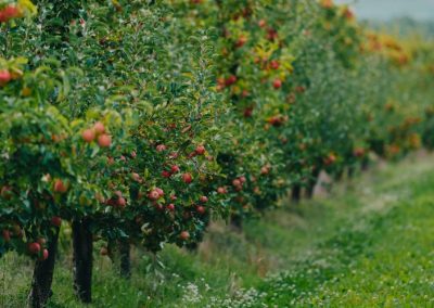Polonia/Manzanas: Superficie alcanza más de 108 mil hectáreas en el año 2026