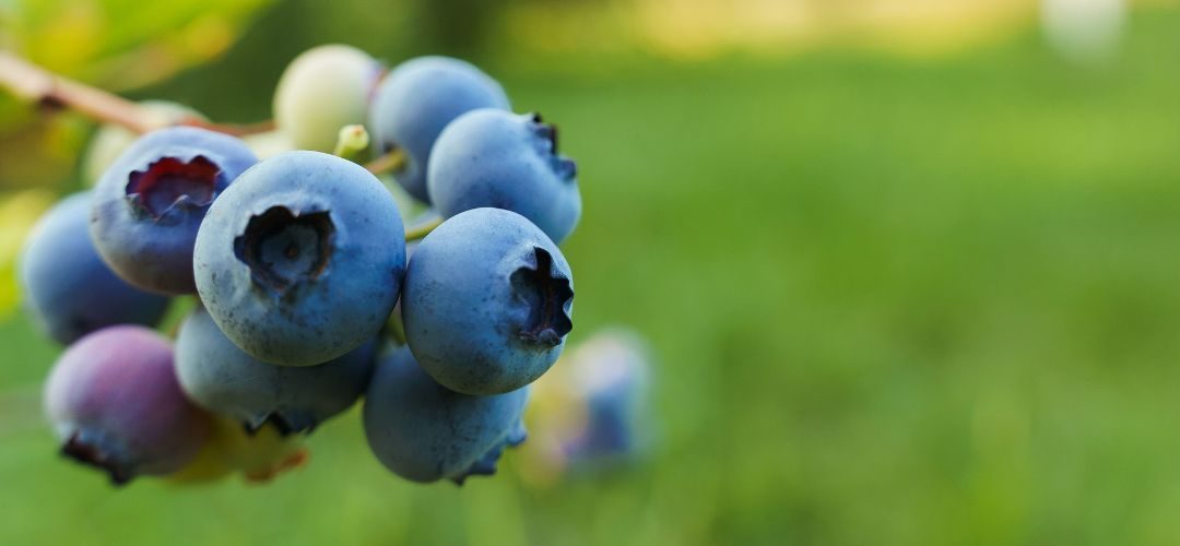Arándanos: Expansión de la superficie impulsa el crecimiento de la producción en Polonia