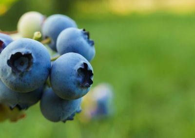 Arándanos: Expansión de la superficie impulsa el crecimiento de la producción en Polonia