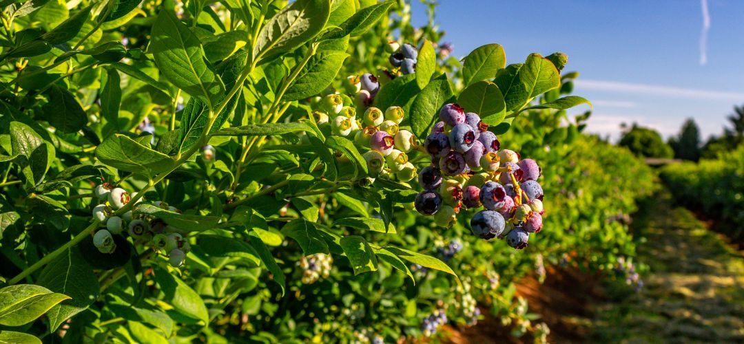 Ucrania flexibiliza requisitos para la subvensión de huertos y plantaciones de berries y otros frutales