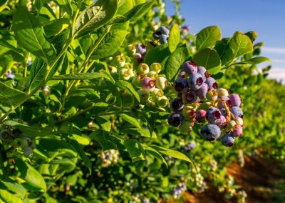 Ucrania flexibiliza requisitos para la subvención de huertos y plantaciones de berries y otros frutales