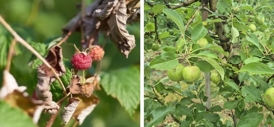 Polonia: Eventos climáticos extremos destruyen cosechas de manzanas y berries en principales zonas productoras del país