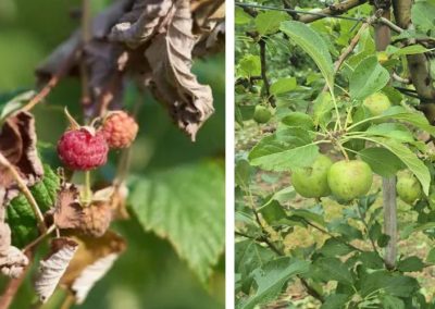 Polonia: Eventos climáticos extremos destruyen cosechas de manzanas y berries en principales zonas productoras del país