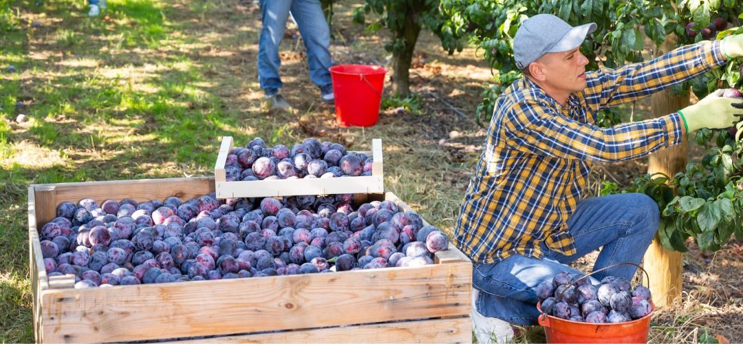 Gobierno anuncia diversas medidas para flexibilizar las normas para contratar trabajadores agrícolas extranjeros