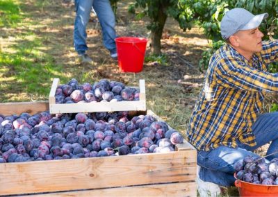 Gobierno anuncia diversas medidas para flexibilizar las normas para contratar trabajadores agrícolas extranjeros