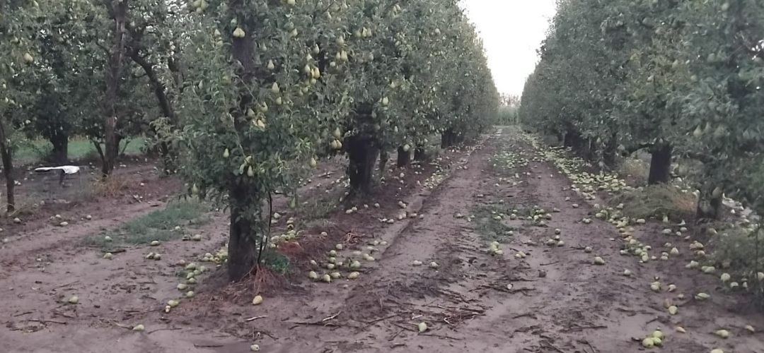 Olas de calor, granizo y tormentas provocan graves pérdidas en diversos cultivos en Emilia-Romaña