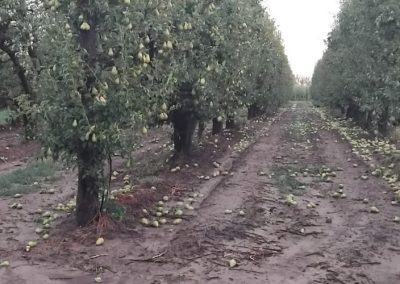 Olas de calor, granizo y tormentas provocan graves pérdidas en diversos cultivos en Emilia-Romaña
