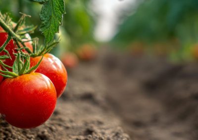 Tomate Industrial/España: Se estima que la producción 2026 se reducirá 10% por las olas de calor en Extremadura