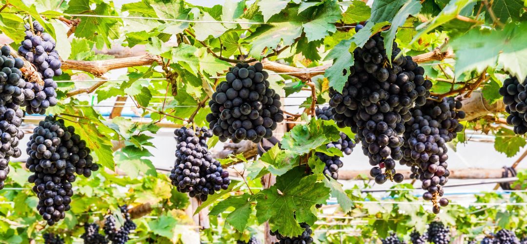 Uvas: Sudáfrica alcanza cosecha récord pese a la caída del 11% de la superficie en esta temporada 2025/26