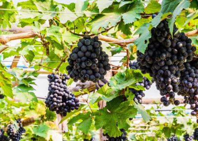 Uvas: Sudáfrica alcanza cosecha récord pese a la caída del 11% de la superficie en esta temporada 2025/26