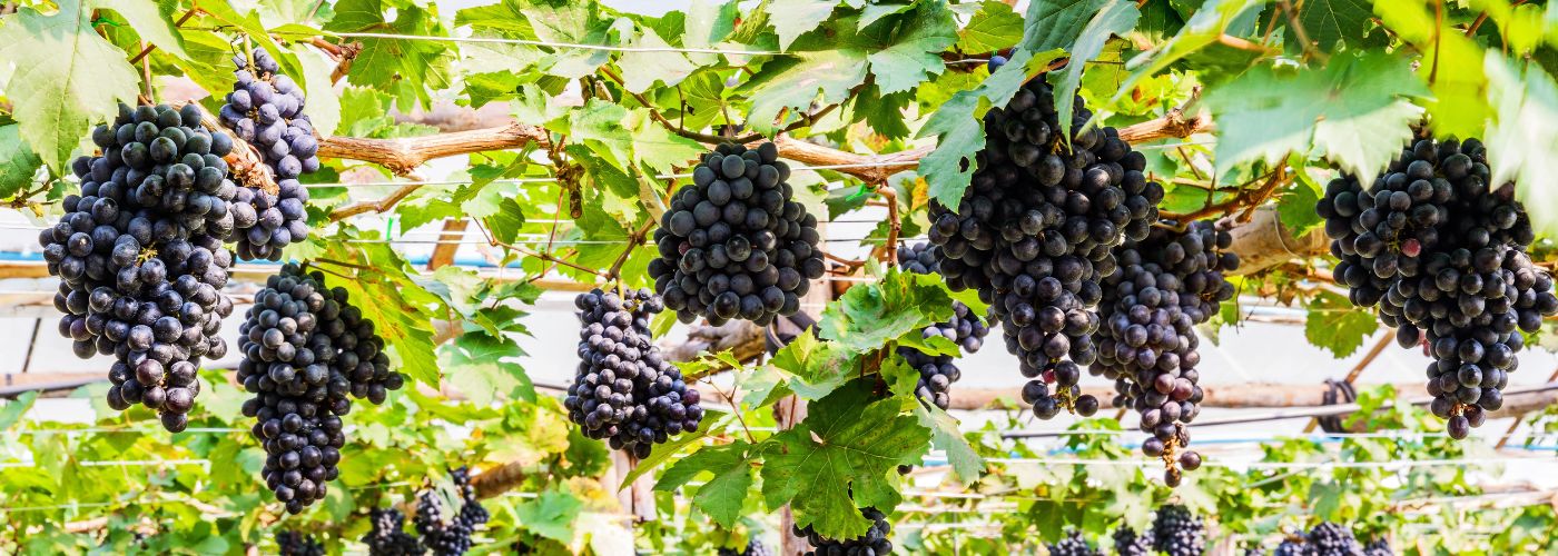 UVAS SUDAFRICA COSECHA