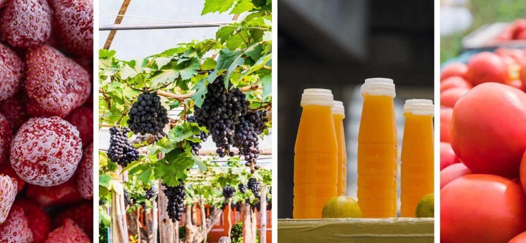 El plan de Egipto para convertirse en potencia exportadora de alimentos