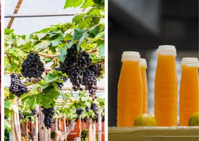El plan de Egipto para convertirse en potencia exportadora de alimentos