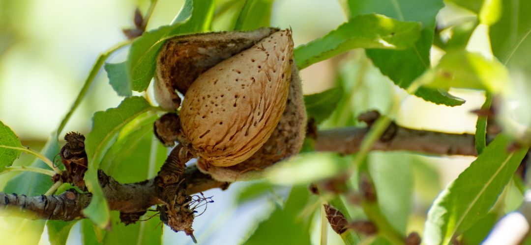 Almendras/Australia: Exportaciones a junio 2026 crecen 22% y envíos con cáscara hacia China e India crecen con fuerza en 2026