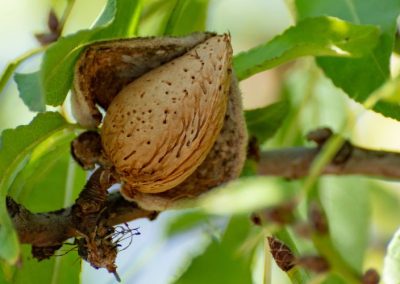 Almendras/Australia: Exportaciones a junio 2026 crecen 22% y envíos con cáscara hacia China e India crecen con fuerza en 2026