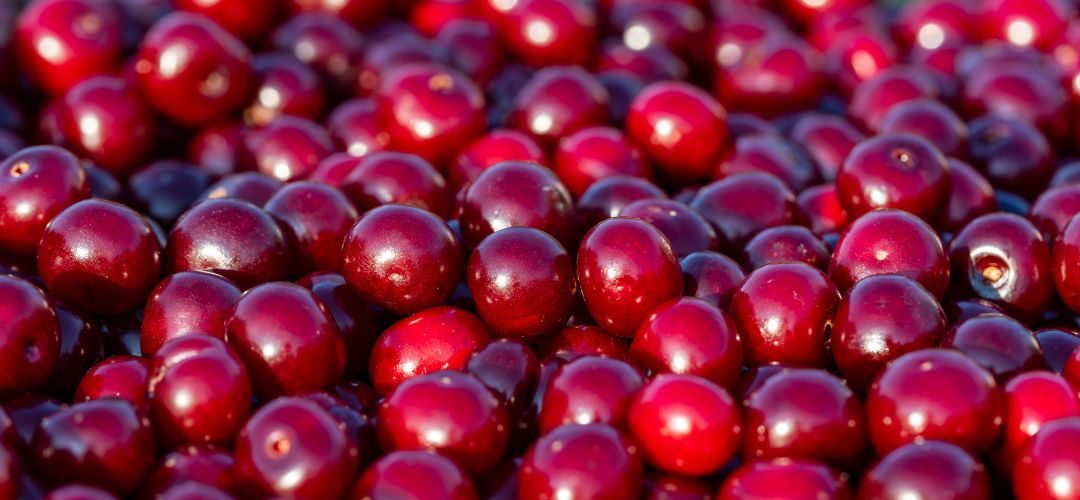 Cerezas Ácidas/EE.UU: Industria procesadora enfrenta el año con la oferta más ajustada desde 2012