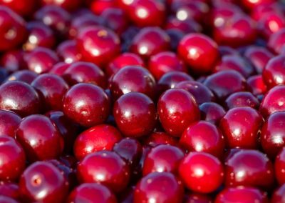 Cerezas Ácidas/EE.UU: Industria procesadora enfrenta el año con la oferta más ajustada desde 2012