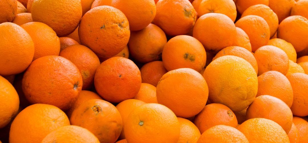 Cítricos/Florida: Industria busca recuperar terreno tras perder 85% de su producción desde 2016