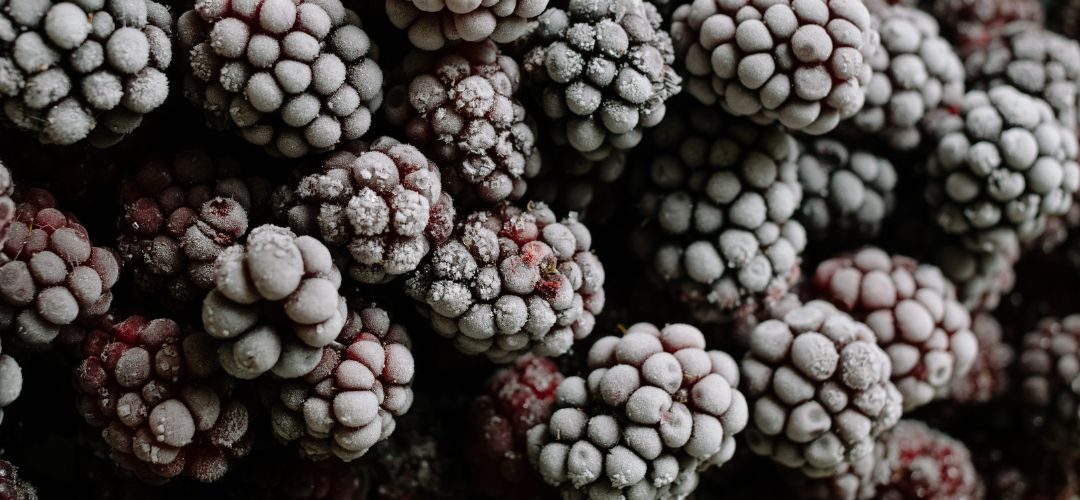 Moras IQF: Mercado estadounidense continúa condicionado por una oferta limitada
