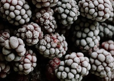 Moras IQF: Mercado estadounidense continúa condicionado por una oferta limitada