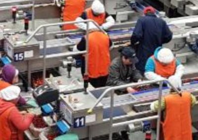 Competencias Laborales: Chilealimentos inicia proceso de evaluaciones para trabajadores(as) de Aurora Autralis