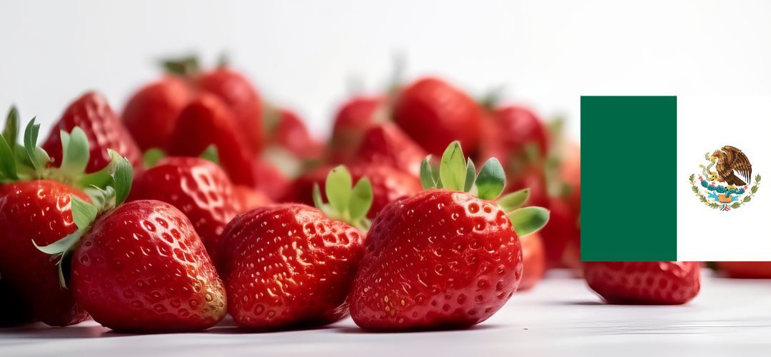 Estados Unidos establece preliminarmente márgenes antidumping hasta 5,28% a importaciones de frutillas mexicanas
