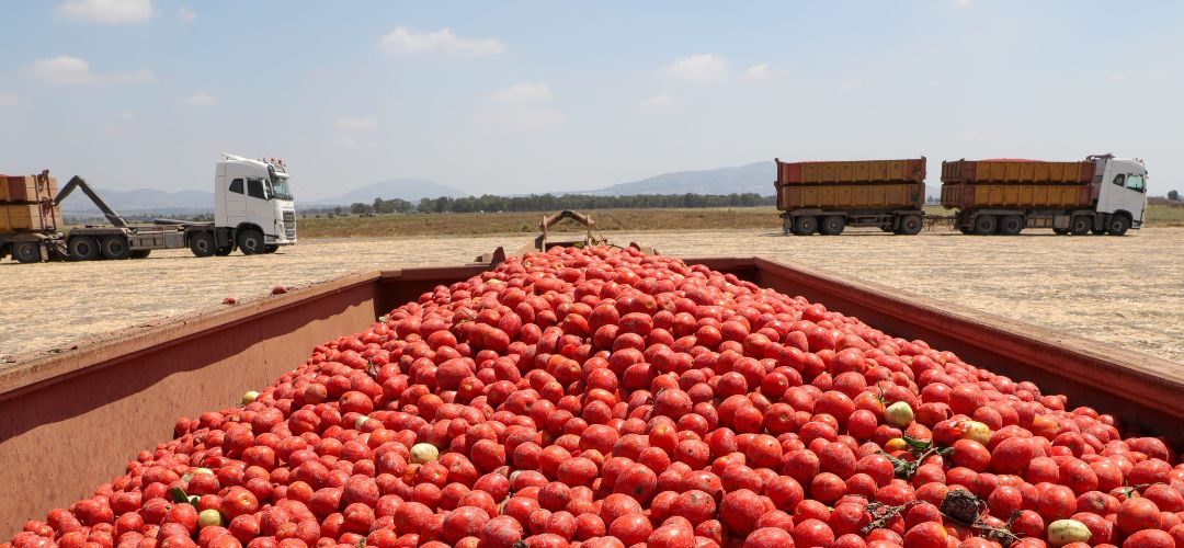Tomate Industrial: Calor extremo amenaza con acortar la temporada y reducir la oferta europea