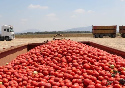 Tomate Industrial: Calor extremo amenaza con acortar la temporada y reducir la oferta europea