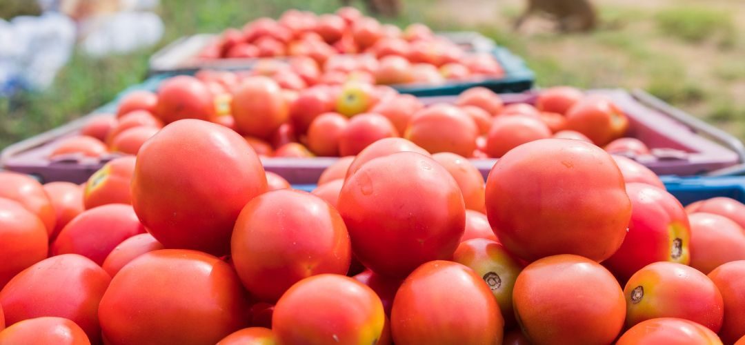 Tomate Industrial/Turquía: Productores e industria reclaman una nueva estrategia sectorial por crisis de precios y estancamiento de exportaciones