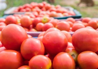 Tomate Industrial/Turquía: Productores e industria reclaman una nueva estrategia sectorial por crisis de precios y estancamiento de exportaciones