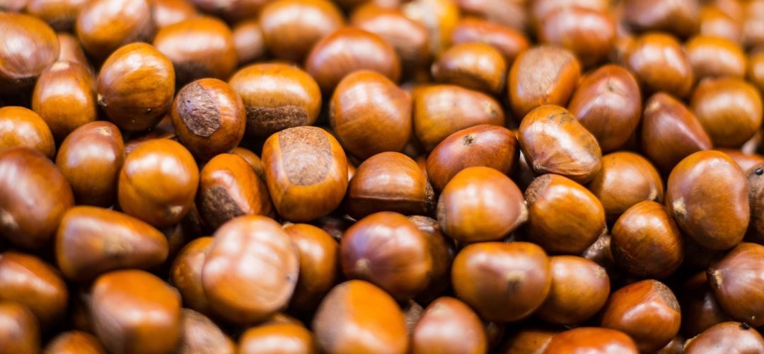 Castañas/Europa: Se proyecta que la producción podría alcanzar hasta las 165 mil toneladas