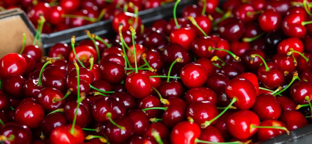 Cerezas/Oregon: La industria resiste entre el endeudamiento, la incertidumbre y mínima rentabilidad