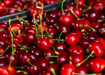 Cerezas/Oregon: La industria resiste entre el endeudamiento, la incertidumbre y mínima rentabilidad