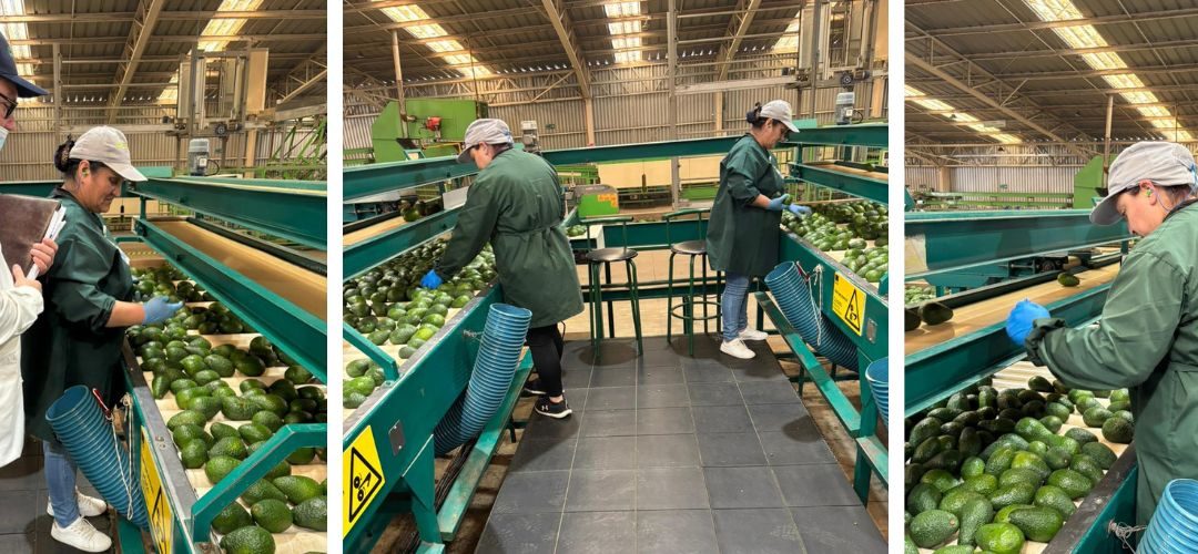 Competencias Laborales: Chilealimentos finalizó proceso de evaluaciones para trabajadores(as) de Cabilfrut