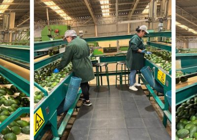 Competencias Laborales: Chilealimentos finalizó proceso de evaluaciones para trabajadores(as) de Cabilfrut