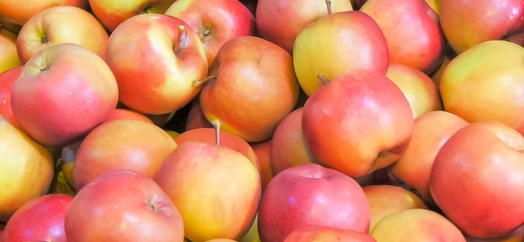 Polonia: Déficit de mano de obra y volatilidad comercial sacuden la campaña de fruta para procesamiento en 2026/27