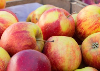 Manzanas: Rusia proyecta cosecha récord de 2,1 millones de toneladas en 2026