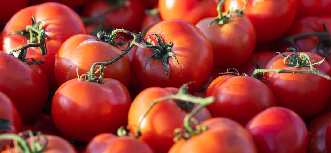 Tomate Industrial/California: USDA proyecta caída del 10% de la producción contratada para procesamiento en 2026