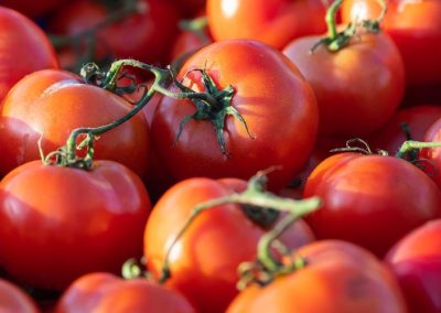 Tomate Industrial/California: USDA proyecta caída del 10% de la producción contratada para procesamiento en 2026