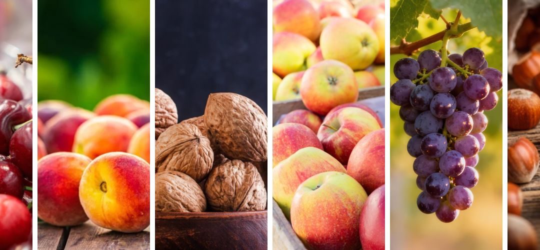 Turquía: Segunda estimación oficial de cosecha 2026/27 proyecta fuerte recuperación de cerezas, manzanas, duraznos, uvas, nueces y avellanas