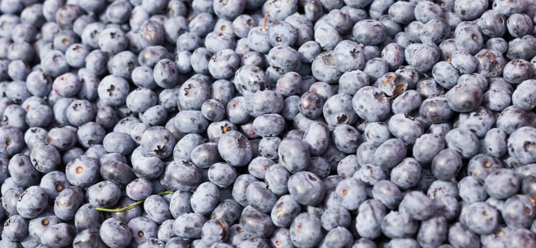 Arándanos: Procesamiento alcanza récord mundial y redefine la rentabilidad del sector